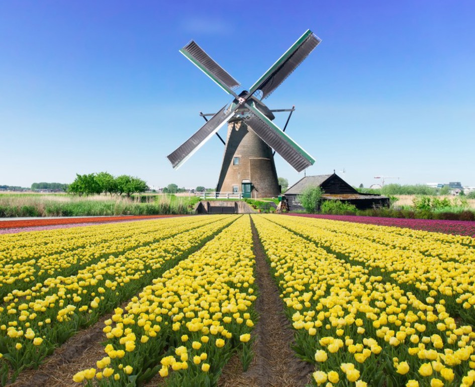 Molen Tulpen