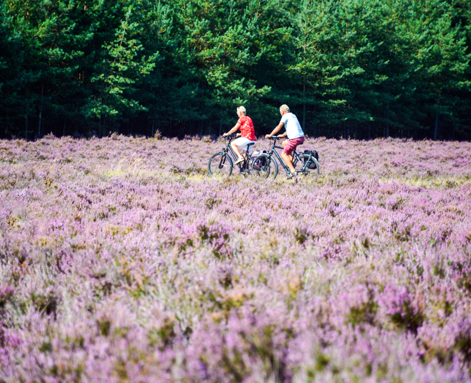 Echtpaar Fietsen Hei Buiten Natuur