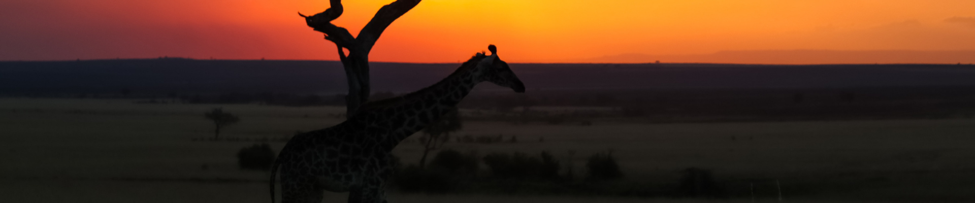 Het stille herstel van Afrika